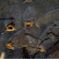 Prodejci vánočních kaprů mají nejvyšší čas nahlásit prodejní místa